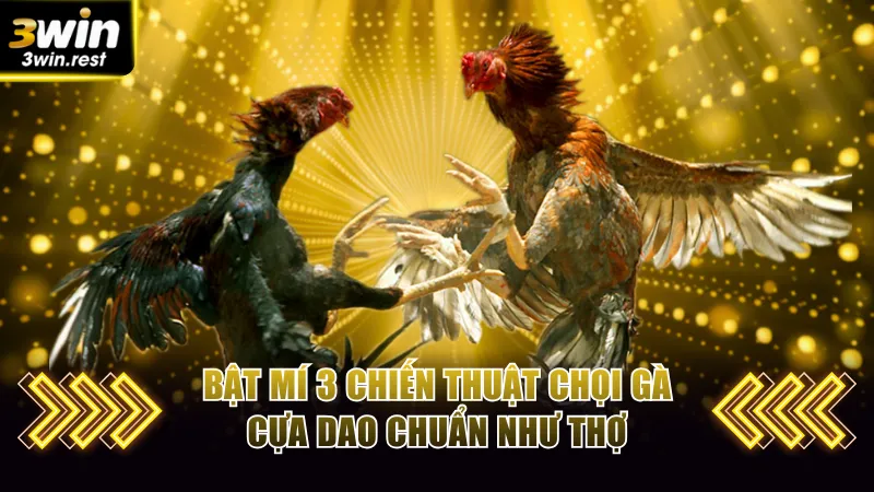 Bật mí 3 chiến thuật chọi gà cựa dao chuẩn như thợ