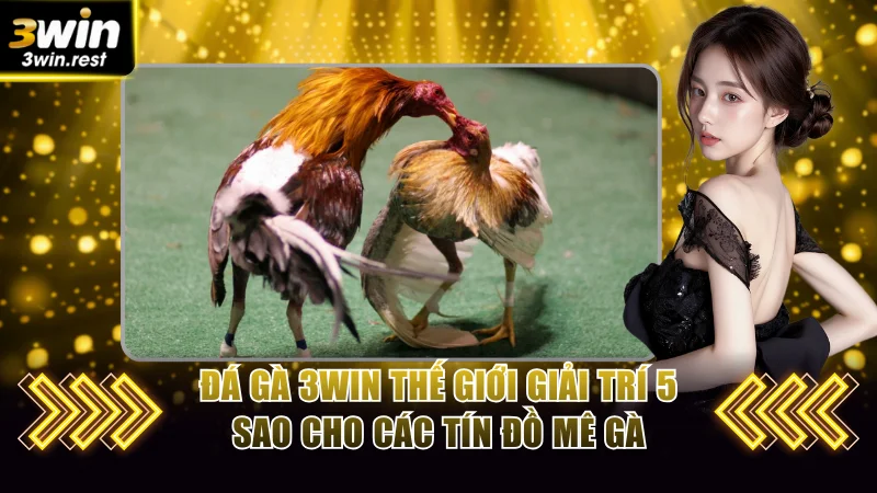 Đá Gà 3WIN - Thế Giới Giải Trí 5 Sao Cho Các Tín Đồ Mê Gà