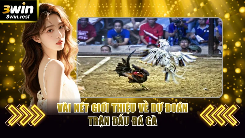 Vài nét giới thiệu về dự đoán trận đấu đá gà