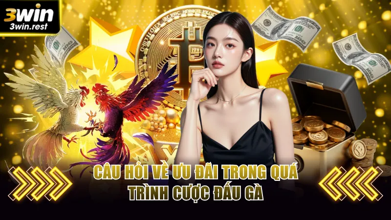 Câu hỏi về ưu đãi trong quá trình cược đấu gà