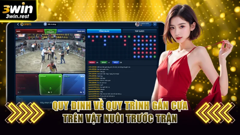 Quy định về quy trình gắn cựa trên vật nuôi trước trận