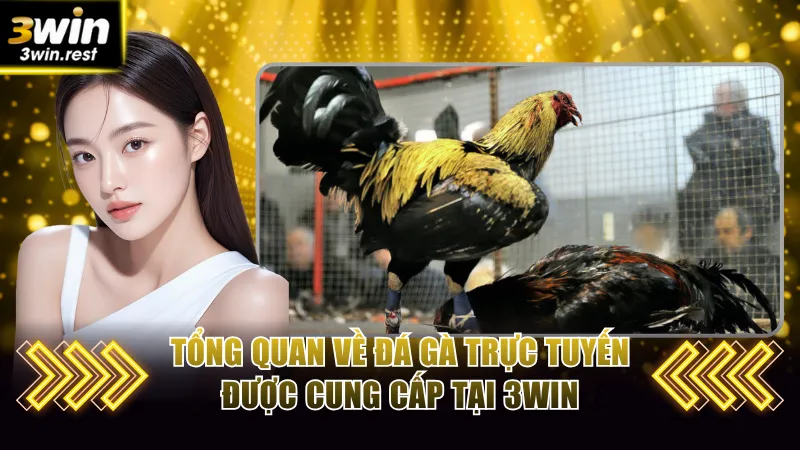 Tổng quan về hình thức đá gà trực tuyến được cung cấp tại 3win